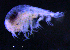  ( - 2-9E_Steg1_2012_1)  @11 [ ] CreativeCommons  Attribution Non-Commercial Share-Alike (2021) Anna Jazdzewska University of Lodz, Dept of Invertebrate Zoology and Hydrobiology