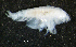  (PhoxocephalinaeAJ sp. 3 - 3-9E_Phox3_2012_1)  @11 [ ] CreativeCommons  Attribution Non-Commercial Share-Alike (2021) Anna Jazdzewska University of Lodz, Dept of Invertebrate Zoology and Hydrobiology