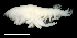  ( - 3-9S_Harp1_2012_1)  @11 [ ] CreativeCommons  Attribution Non-Commercial Share-Alike (2021) Anna Jazdzewska University of Lodz, Dept of Invertebrate Zoology and Hydrobiology