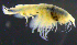  ( - 3-9S_Lysi13_2012_3)  @11 [ ] CreativeCommons  Attribution Non-Commercial Share-Alike (2021) Anna Jazdzewska University of Lodz, Dept of Invertebrate Zoology and Hydrobiology