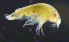  ( - 3-9S_Lysi13_2012_8)  @11 [ ] CreativeCommons  Attribution Non-Commercial Share-Alike (2021) Anna Jazdzewska University of Lodz, Dept of Invertebrate Zoology and Hydrobiology
