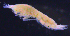  ( - 3-9S_Pard11_2012_1)  @11 [ ] CreativeCommons  Attribution Non-Commercial Share-Alike (2021) Anna Jazdzewska University of Lodz, Dept of Invertebrate Zoology and Hydrobiology