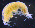  ( - 3-9S_Pard1_2012_1)  @11 [ ] CreativeCommons  Attribution Non-Commercial Share-Alike (2021) Anna Jazdzewska University of Lodz, Dept of Invertebrate Zoology and Hydrobiology