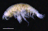  ( - 3-9S_Phox2_2012_10)  @11 [ ] CreativeCommons  Attribution Non-Commercial Share-Alike (2021) Anna Jazdzewska University of Lodz, Dept of Invertebrate Zoology and Hydrobiology