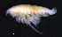 ( - 3-9S_Phox2_2012_11)  @11 [ ] CreativeCommons  Attribution Non-Commercial Share-Alike (2021) Anna Jazdzewska University of Lodz, Dept of Invertebrate Zoology and Hydrobiology