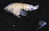  ( - 3-9S_Phox2_2012_2)  @11 [ ] CreativeCommons  Attribution Non-Commercial Share-Alike (2021) Anna Jazdzewska University of Lodz, Dept of Invertebrate Zoology and Hydrobiology