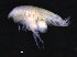  ( - 3-9S_Phox2_2012_4)  @11 [ ] CreativeCommons  Attribution Non-Commercial Share-Alike (2021) Anna Jazdzewska University of Lodz, Dept of Invertebrate Zoology and Hydrobiology