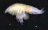  ( - 3-9S_Phox2_2012_5)  @11 [ ] CreativeCommons  Attribution Non-Commercial Share-Alike (2021) Anna Jazdzewska University of Lodz, Dept of Invertebrate Zoology and Hydrobiology