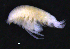  ( - 3-9S_Phox2_2012_7)  @11 [ ] CreativeCommons  Attribution Non-Commercial Share-Alike (2021) Anna Jazdzewska University of Lodz, Dept of Invertebrate Zoology and Hydrobiology