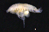  ( - 3-9S_Phox2_2012_8)  @11 [ ] CreativeCommons  Attribution Non-Commercial Share-Alike (2021) Anna Jazdzewska University of Lodz, Dept of Invertebrate Zoology and Hydrobiology