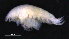  ( - 3-9S_Phox2_2012_9)  @11 [ ] CreativeCommons  Attribution Non-Commercial Share-Alike (2021) Anna Jazdzewska University of Lodz, Dept of Invertebrate Zoology and Hydrobiology