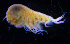  (StegocephalidaeAJ - 3-9S_Steg1_2012_1)  @11 [ ] CreativeCommons  Attribution Non-Commercial Share-Alike (2021) Anna Jazdzewska University of Lodz, Dept of Invertebrate Zoology and Hydrobiology