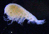  ( - 3-9S_Steg1_2012_10)  @11 [ ] CreativeCommons  Attribution Non-Commercial Share-Alike (2021) Anna Jazdzewska University of Lodz, Dept of Invertebrate Zoology and Hydrobiology