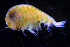  ( - 3-9S_Steg1_2012_3)  @11 [ ] CreativeCommons  Attribution Non-Commercial Share-Alike (2021) Anna Jazdzewska University of Lodz, Dept of Invertebrate Zoology and Hydrobiology