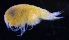  ( - 3-9S_Steg1_2012_6)  @11 [ ] CreativeCommons  Attribution Non-Commercial Share-Alike (2021) Anna Jazdzewska University of Lodz, Dept of Invertebrate Zoology and Hydrobiology