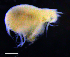  ( - 3-9S_Steg1_2012_9)  @11 [ ] CreativeCommons  Attribution Non-Commercial Share-Alike (2021) Anna Jazdzewska University of Lodz, Dept of Invertebrate Zoology and Hydrobiology