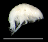  ( - 4-3S_Harp5_2012_1)  @11 [ ] CreativeCommons  Attribution Non-Commercial Share-Alike (2021) Anna Jazdzewska University of Lodz, Dept of Invertebrate Zoology and Hydrobiology