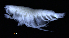  ( - 4-3S_Phox3_2012_3)  @11 [ ] CreativeCommons  Attribution Non-Commercial Share-Alike (2021) Anna Jazdzewska University of Lodz, Dept of Invertebrate Zoology and Hydrobiology