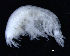  ( - 4-3S_Phox3_2012_5)  @11 [ ] CreativeCommons  Attribution Non-Commercial Share-Alike (2021) Anna Jazdzewska University of Lodz, Dept of Invertebrate Zoology and Hydrobiology