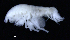  ( - 4-3S_Phox3_2012_6)  @11 [ ] CreativeCommons  Attribution Non-Commercial Share-Alike (2021) Anna Jazdzewska University of Lodz, Dept of Invertebrate Zoology and Hydrobiology