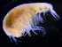  ( - 4-3S_Steg1_2012_1)  @11 [ ] CreativeCommons  Attribution Non-Commercial Share-Alike (2021) Anna Jazdzewska University of Lodz, Dept of Invertebrate Zoology and Hydrobiology