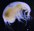  ( - 4-3S_Steg1_2012_2)  @11 [ ] CreativeCommons  Attribution Non-Commercial Share-Alike (2021) Anna Jazdzewska University of Lodz, Dept of Invertebrate Zoology and Hydrobiology