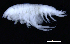  ( - 5-9S_Harp5_2012_1)  @11 [ ] CreativeCommons  Attribution Non-Commercial Share-Alike (2021) Anna Jazdzewska University of Lodz, Dept of Invertebrate Zoology and Hydrobiology