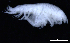  ( - 5-9S_Harp5_2012_2)  @11 [ ] CreativeCommons  Attribution Non-Commercial Share-Alike (2021) Anna Jazdzewska University of Lodz, Dept of Invertebrate Zoology and Hydrobiology