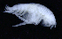  ( - 5-9S_Harp5_2012_3)  @11 [ ] CreativeCommons  Attribution Non-Commercial Share-Alike (2021) Anna Jazdzewska University of Lodz, Dept of Invertebrate Zoology and Hydrobiology