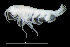  ( - 5-9S_Pard1_2012_1)  @11 [ ] CreativeCommons  Attribution Non-Commercial Share-Alike (2021) Anna Jazdzewska University of Lodz, Dept of Invertebrate Zoology and Hydrobiology