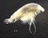  ( - 5-9S_Phox2_2012_1)  @11 [ ] CreativeCommons  Attribution Non-Commercial Share-Alike (2021) Anna Jazdzewska University of Lodz, Dept of Invertebrate Zoology and Hydrobiology