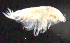  ( - 5-9S_Phox2_2012_3)  @11 [ ] CreativeCommons  Attribution Non-Commercial Share-Alike (2021) Anna Jazdzewska University of Lodz, Dept of Invertebrate Zoology and Hydrobiology