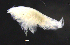  ( - 5-9S_Phox2_2012_5)  @11 [ ] CreativeCommons  Attribution Non-Commercial Share-Alike (2021) Anna Jazdzewska University of Lodz, Dept of Invertebrate Zoology and Hydrobiology