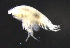  ( - 5-9S_Phox2_2012_6)  @11 [ ] CreativeCommons  Attribution Non-Commercial Share-Alike (2021) Anna Jazdzewska University of Lodz, Dept of Invertebrate Zoology and Hydrobiology