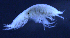  ( - 5-9S_Syno6_2012_3)  @11 [ ] CreativeCommons  Attribution Non-Commercial Share-Alike (2021) Anna Jazdzewska University of Lodz, Dept of Invertebrate Zoology and Hydrobiology
