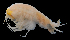  ( - 52S_Eury_2016_1)  @11 [ ] CreativeCommons  Attribution Non-Commercial Share-Alike (2021) Anna Jazdzewska University of Lodz, Dept of Invertebrate Zoology and Hydrobiology