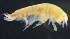  ( - 6-11S_Lysi13_2012_1)  @11 [ ] CreativeCommons  Attribution Non-Commercial Share-Alike (2021) Anna Jazdzewska University of Lodz, Dept of Invertebrate Zoology and Hydrobiology