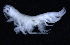  ( - 6-11S_Phox1_2012_1)  @11 [ ] CreativeCommons  Attribution Non-Commercial Share-Alike (2021) Anna Jazdzewska University of Lodz, Dept of Invertebrate Zoology and Hydrobiology