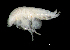  ( - 6-11S_Phox2_2012_1)  @11 [ ] CreativeCommons  Attribution Non-Commercial Share-Alike (2021) Anna Jazdzewska University of Lodz, Dept of Invertebrate Zoology and Hydrobiology