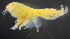  ( - 8-9S_Lysi13_2012_1)  @11 [ ] CreativeCommons  Attribution Non-Commercial Share-Alike (2021) Anna Jazdzewska University of Lodz, Dept of Invertebrate Zoology and Hydrobiology