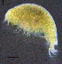  ( - 8-9S_Lysi6_2012_1)  @11 [ ] CreativeCommons  Attribution Non-Commercial Share-Alike (2021) Anna Jazdzewska University of Lodz, Dept of Invertebrate Zoology and Hydrobiology