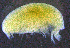  ( - 8-9S_Lysi6_2012_2)  @11 [ ] CreativeCommons  Attribution Non-Commercial Share-Alike (2021) Anna Jazdzewska University of Lodz, Dept of Invertebrate Zoology and Hydrobiology