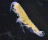  ( - 8-9S_Pard1_2012_1)  @11 [ ] CreativeCommons  Attribution Non-Commercial Share-Alike (2021) Anna Jazdzewska University of Lodz, Dept of Invertebrate Zoology and Hydrobiology