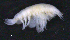  ( - 8-9S_Phox2_2012_1)  @11 [ ] CreativeCommons  Attribution Non-Commercial Share-Alike (2021) Anna Jazdzewska University of Lodz, Dept of Invertebrate Zoology and Hydrobiology