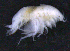  ( - 8-9S_Phox2_2012_2)  @11 [ ] CreativeCommons  Attribution Non-Commercial Share-Alike (2021) Anna Jazdzewska University of Lodz, Dept of Invertebrate Zoology and Hydrobiology