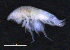  ( - 8-9S_Phox2_2012_4)  @11 [ ] CreativeCommons  Attribution Non-Commercial Share-Alike (2021) Anna Jazdzewska University of Lodz, Dept of Invertebrate Zoology and Hydrobiology