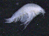  ( - 8-9S_Phox2_2012_5)  @11 [ ] CreativeCommons  Attribution Non-Commercial Share-Alike (2021) Anna Jazdzewska University of Lodz, Dept of Invertebrate Zoology and Hydrobiology
