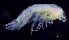  ( - 8-9S_Syno3_2012_10)  @11 [ ] CreativeCommons  Attribution Non-Commercial Share-Alike (2021) Anna Jazdzewska University of Lodz, Dept of Invertebrate Zoology and Hydrobiology