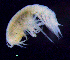  ( - 8-9S_Syno3_2012_9)  @11 [ ] CreativeCommons  Attribution Non-Commercial Share-Alike (2021) Anna Jazdzewska University of Lodz, Dept of Invertebrate Zoology and Hydrobiology