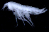  ( - 9-9S_Lysi9_2012_2)  @11 [ ] CreativeCommons  Attribution Non-Commercial Share-Alike (2021) Anna Jazdzewska University of Lodz, Dept of Invertebrate Zoology and Hydrobiology